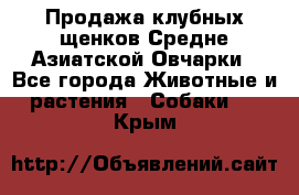 Продажа клубных щенков Средне Азиатской Овчарки - Все города Животные и растения » Собаки   . Крым